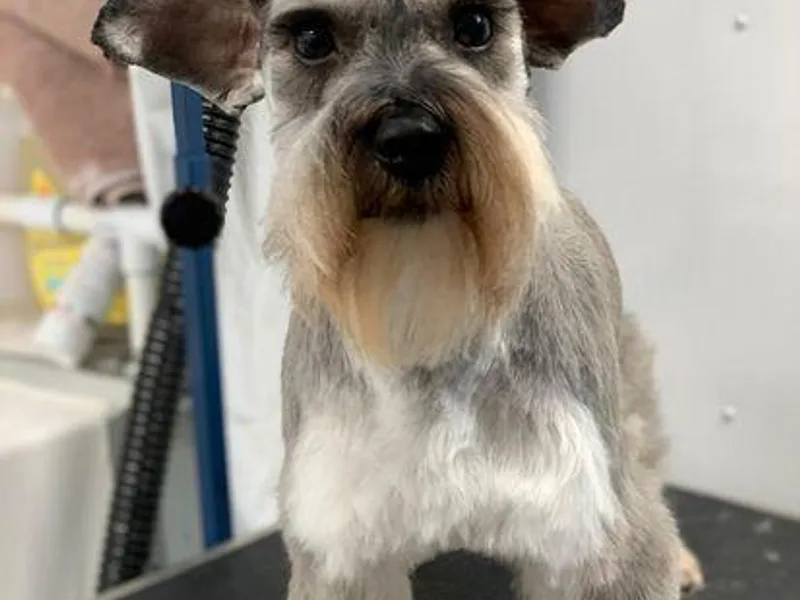 Hamilton Schnauzers