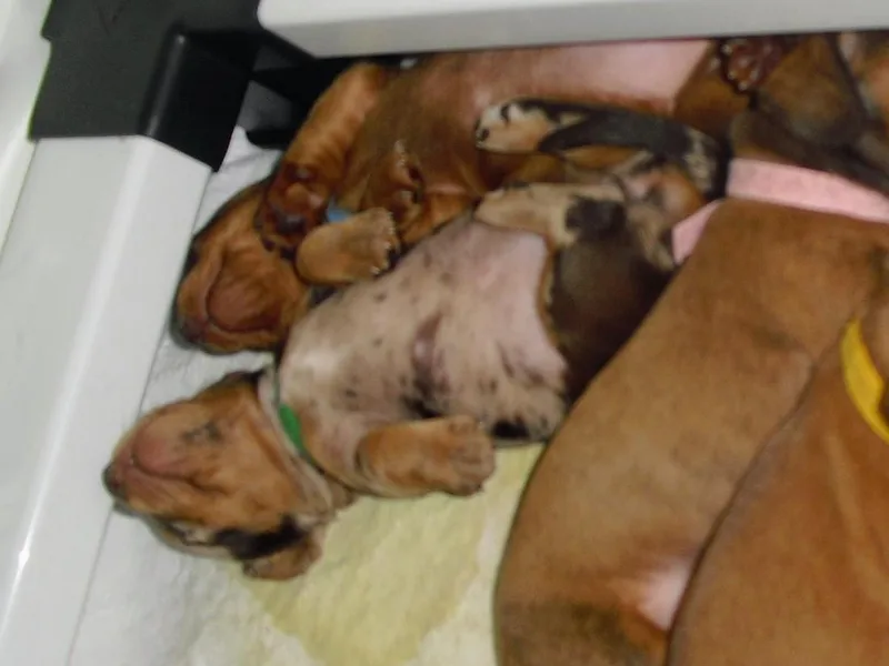 Hamm Weenies  AKC (Dachshunds)