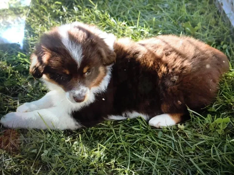 Hammon Ranch Aussies photo 1