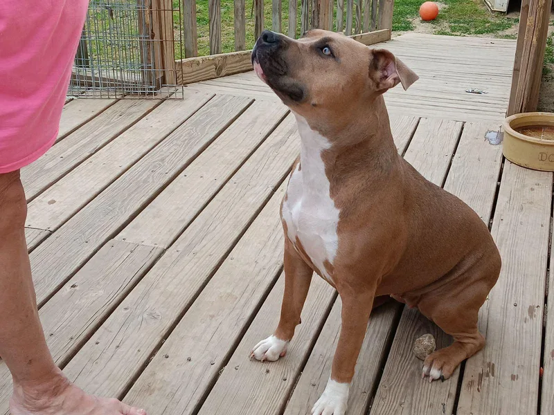 Hammond's American Stafforshires