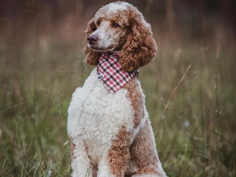 Hampshire Hill’s Standard Poodles