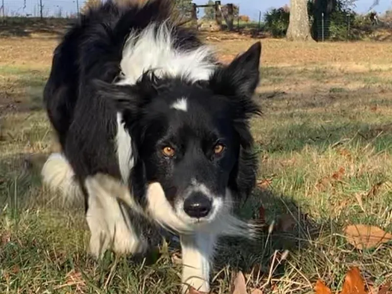 Hampton Border Collies
