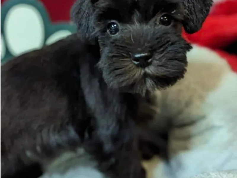 Hampton's Miniature Schnauzers