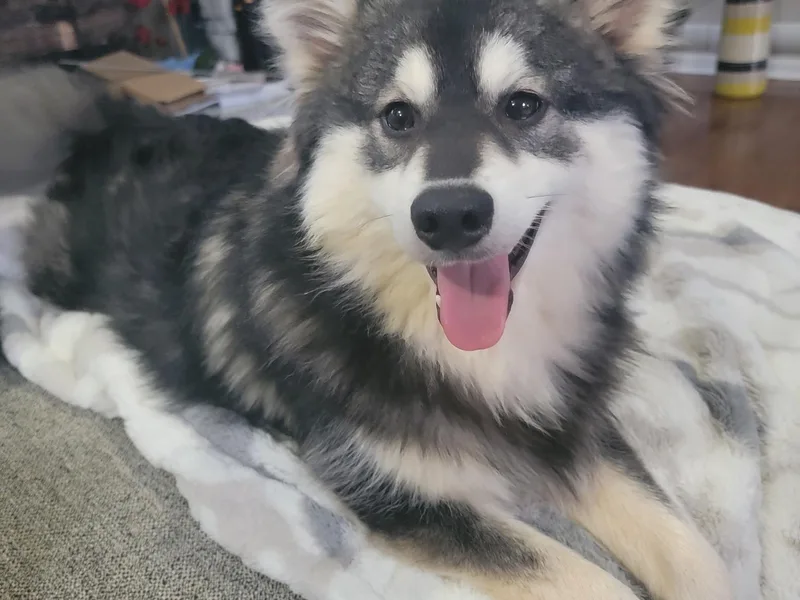 Hampton Shores Pomsky