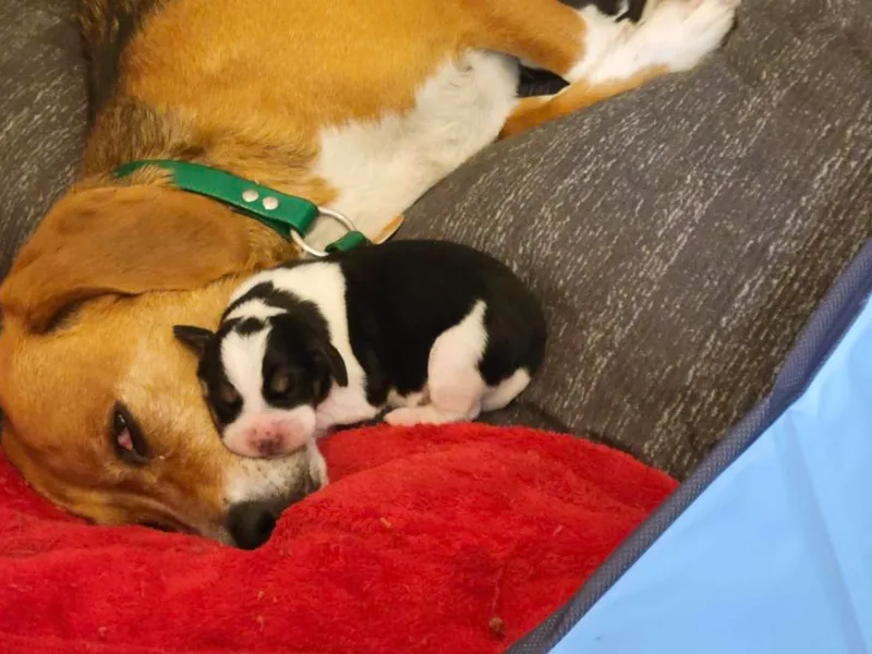 Hamptons Ridge Beagles