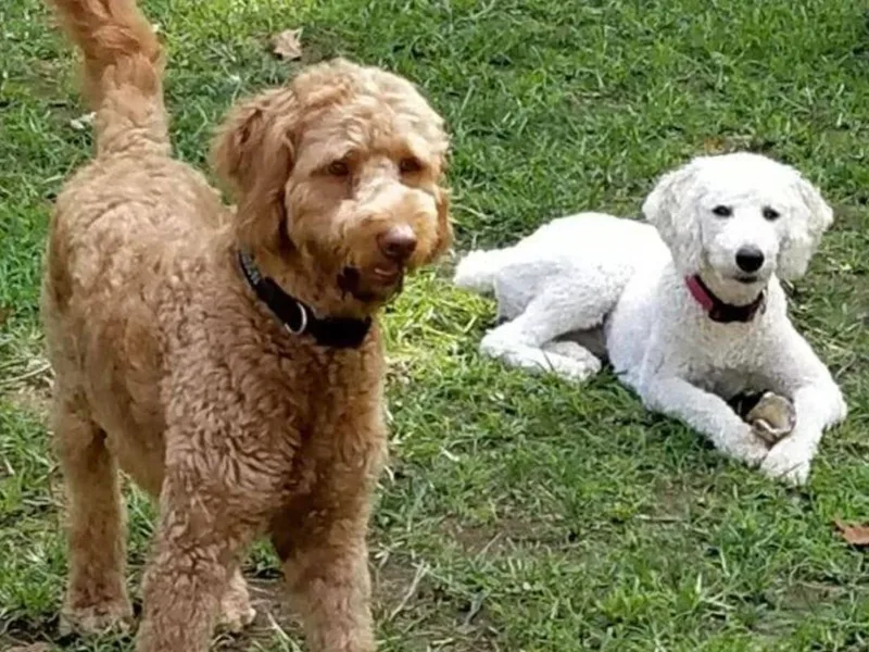 Hamstead Goldendoodles