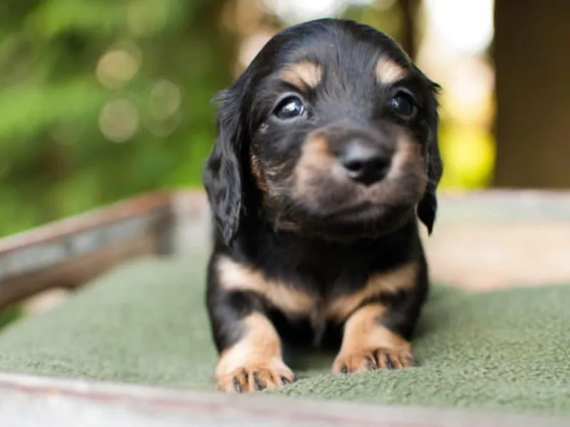 Han&amp;Jan Doxie’s