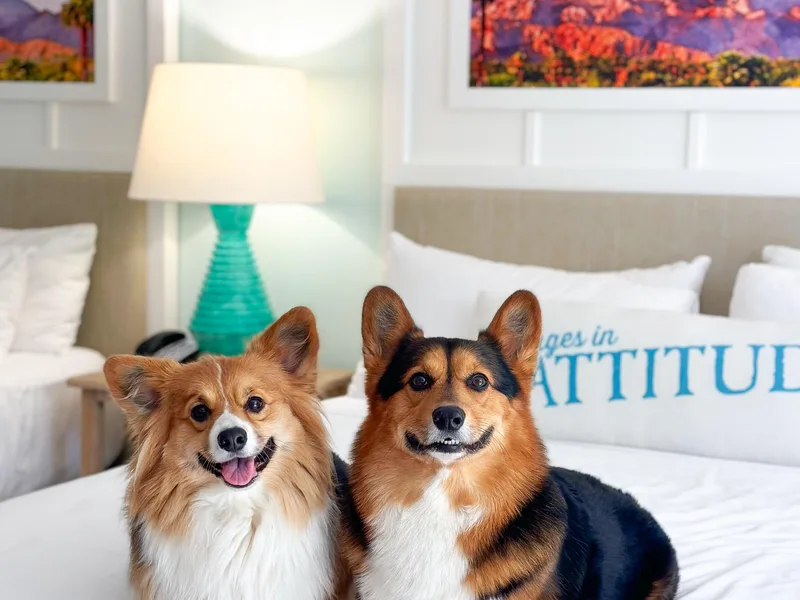 Han Dynasty Corgis photo 1