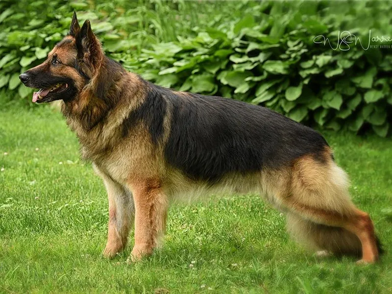Hanabrit German Shepherds photo 1
