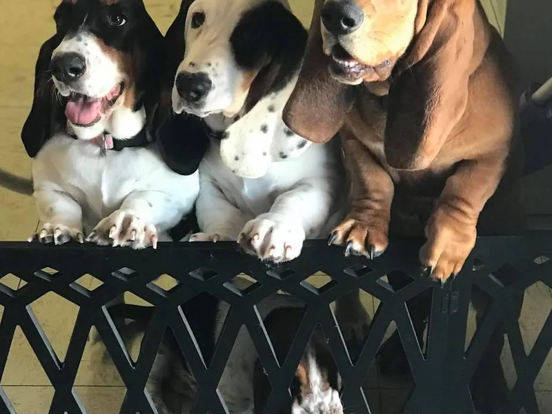 Handsome Hound Bassets