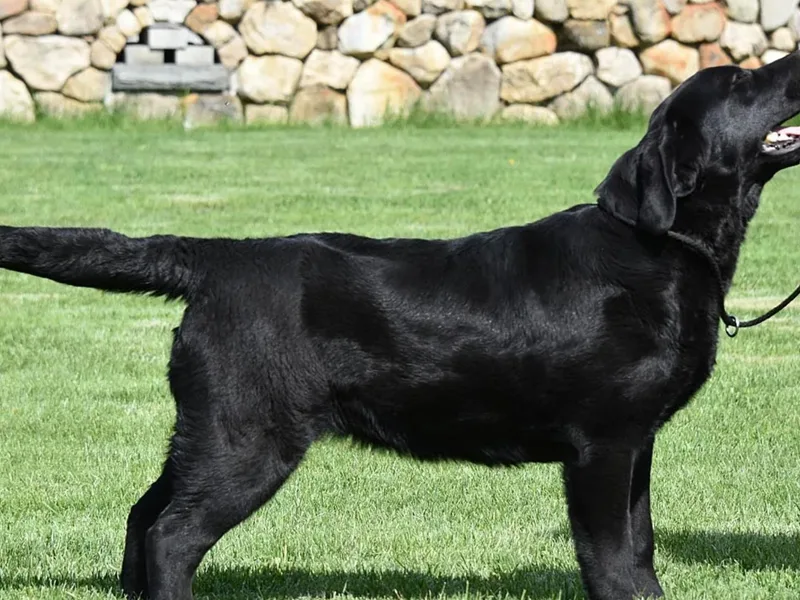 Handy Hill Labradors