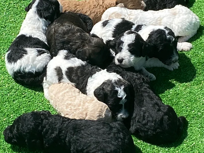 Hanging Rock Poodles