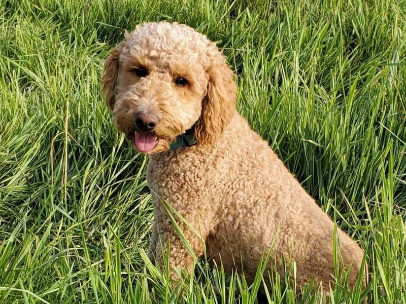 Hanley Country Canines