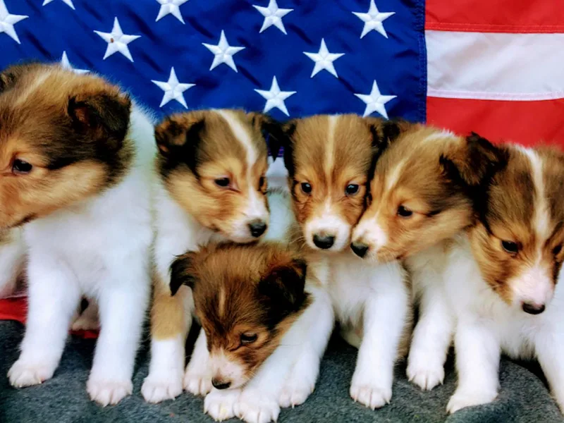 Hanna Farm Shelties