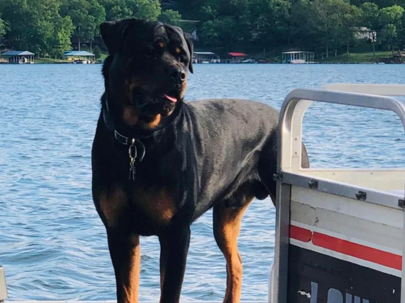 Hanna Rottweilers