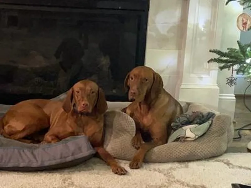 Hanna’s Vizsla
