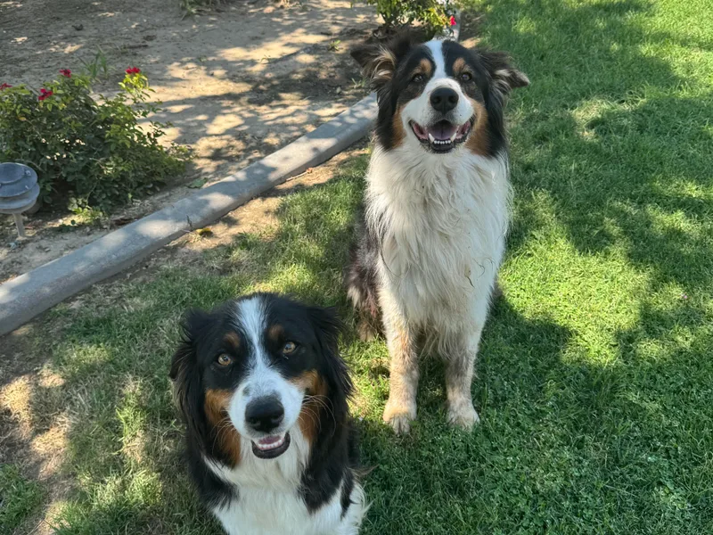 Hannah &amp; David's Australian Shepherds