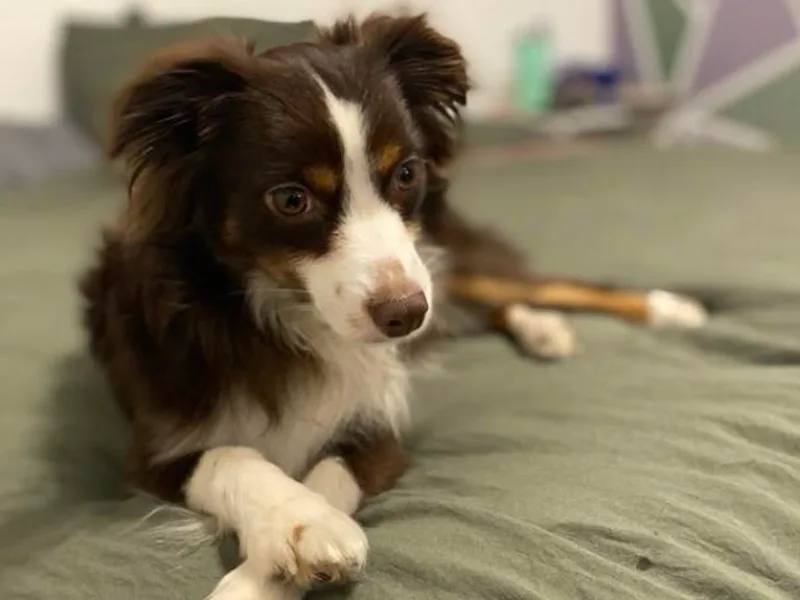 Hannah’s Aussies