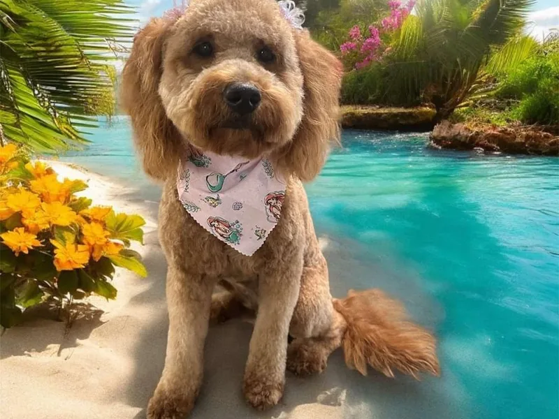 Hannah’s Goldendoodles