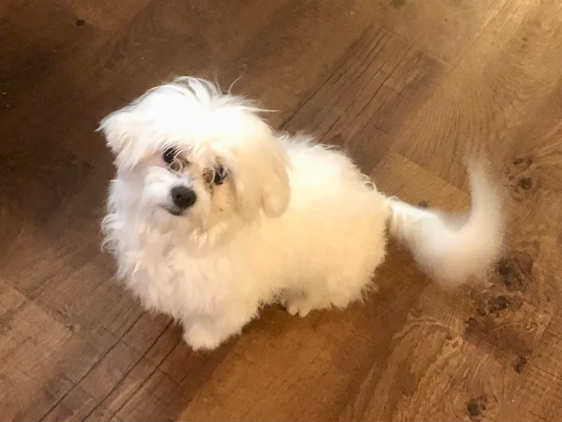 HannahJoy Hypoallergenic Pups