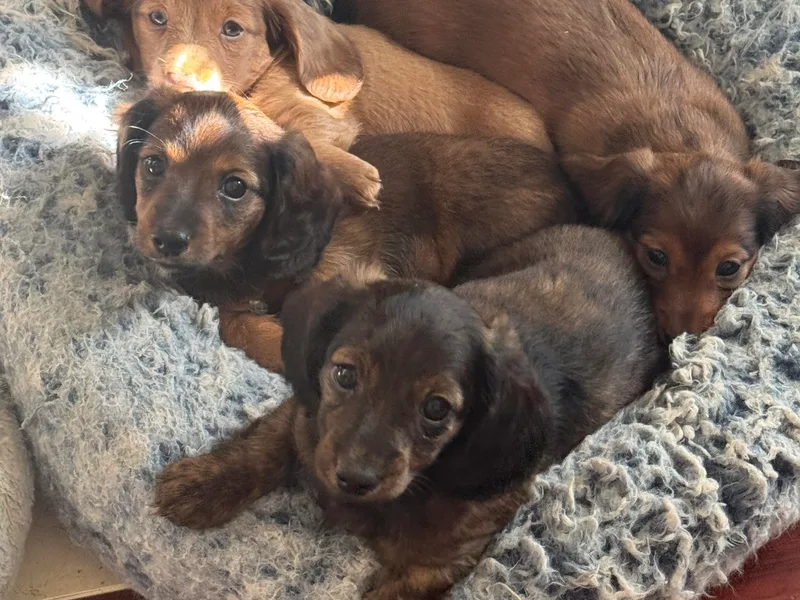 Hannau Doxies