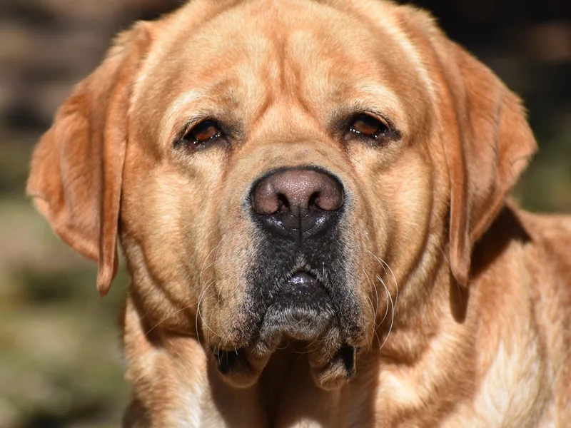 Hanova Labradors photo 1