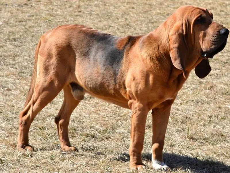 Hansen Hounds photo 1