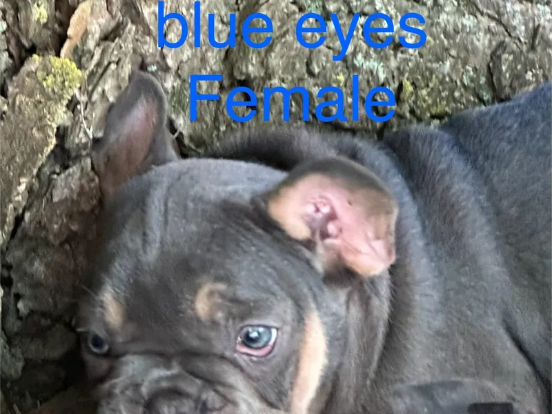 Hansen's French Bulldogs
