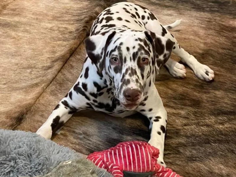 Hapi-Dal Dalmatians and Primetime Whippets photo 1