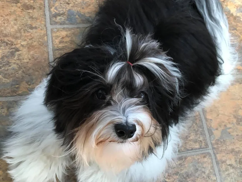Hapilady Havanese