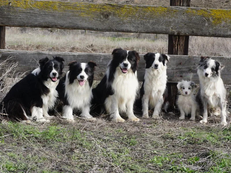 Happenstance Border Collies