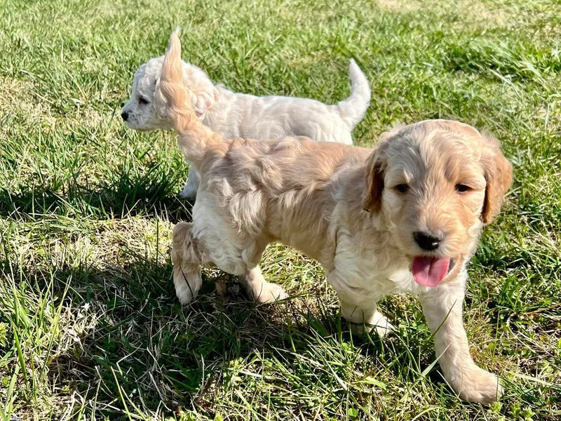Happily Ever Doodles and Poodles