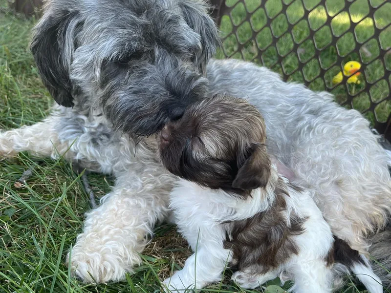 Happiness in Havanese