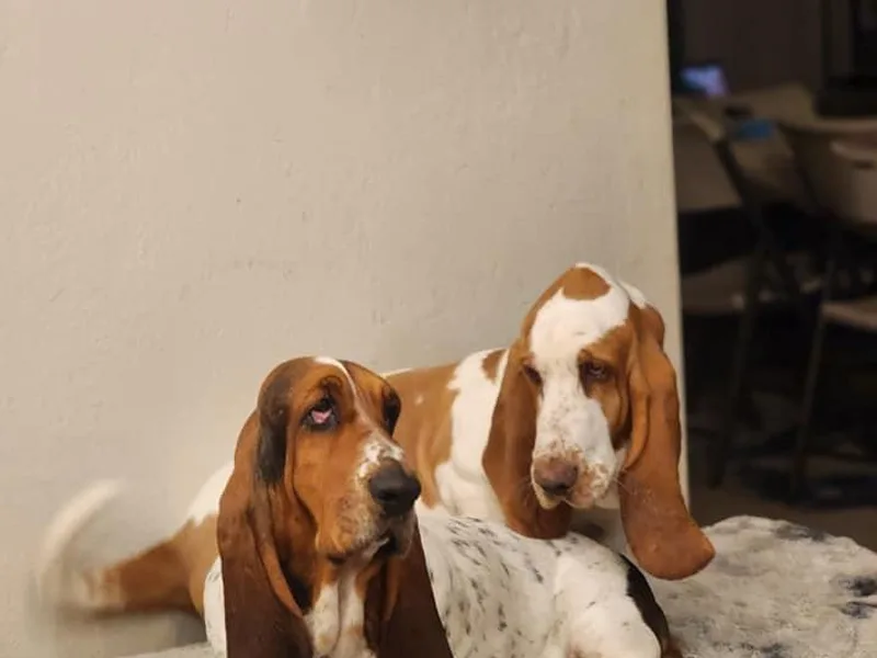 Happy Acre Bassets