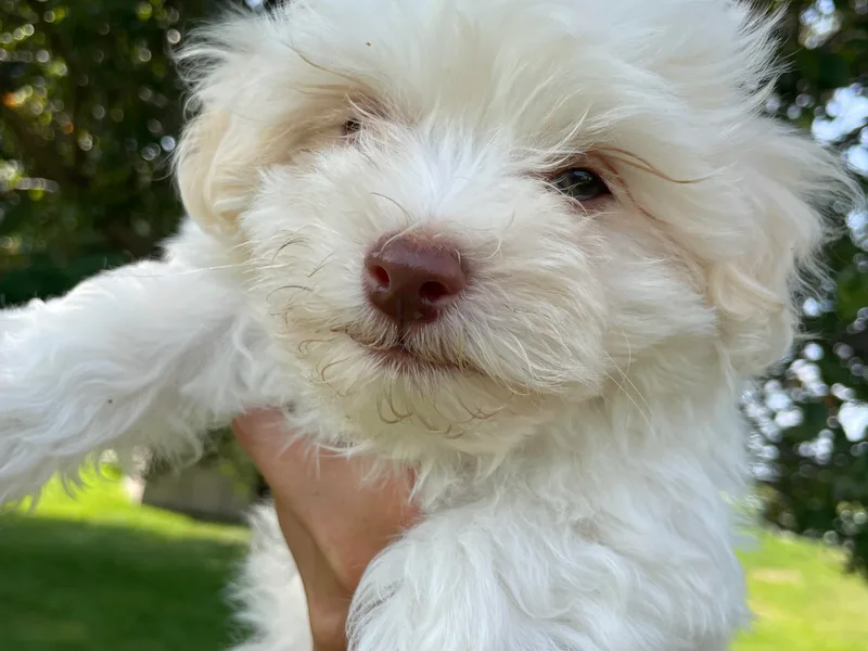 Happy Acres Havanese and Mini Sheepadoodles