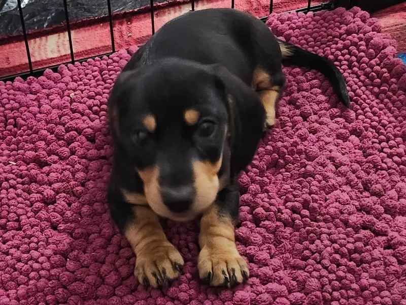 Happy Acres  Miniature Dachshunds