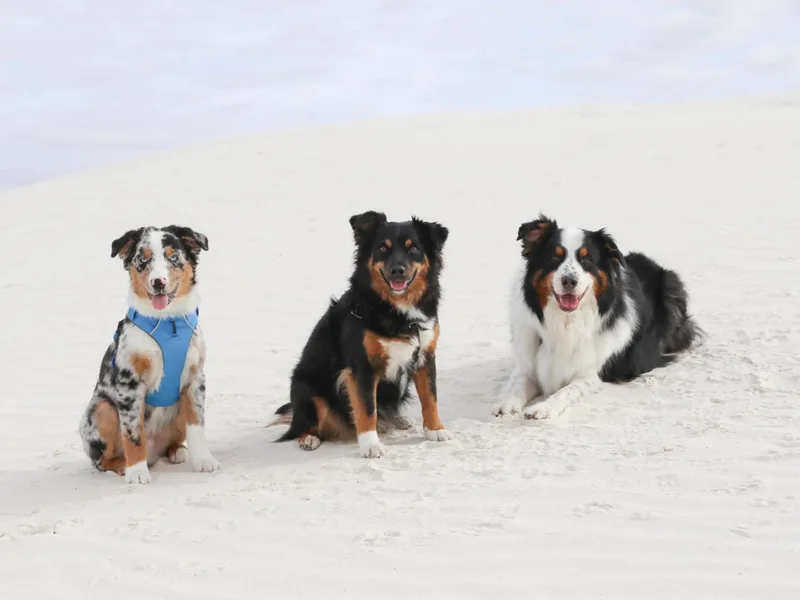 Happy Aussie Kennels