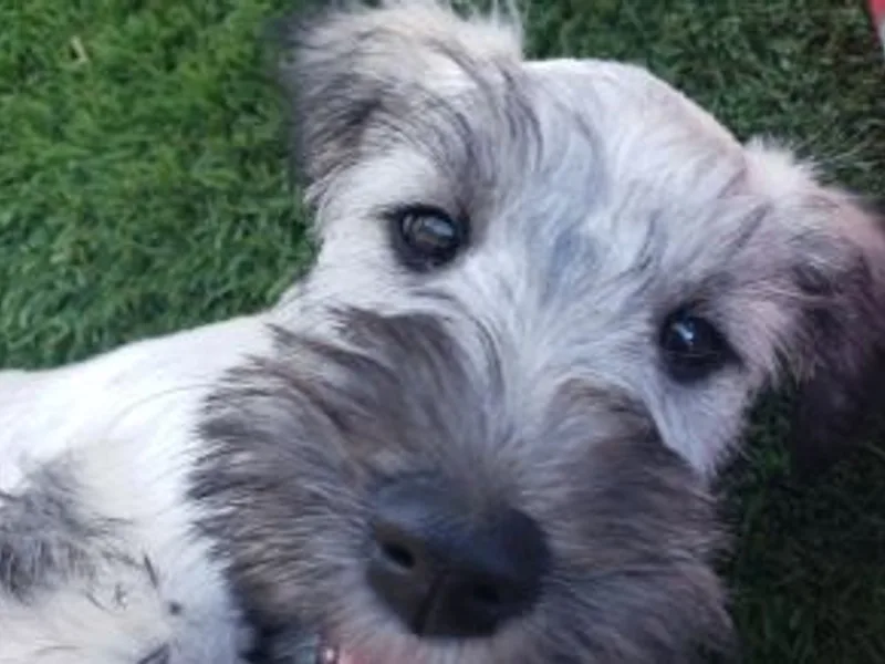 Happy Beard Schnauzers