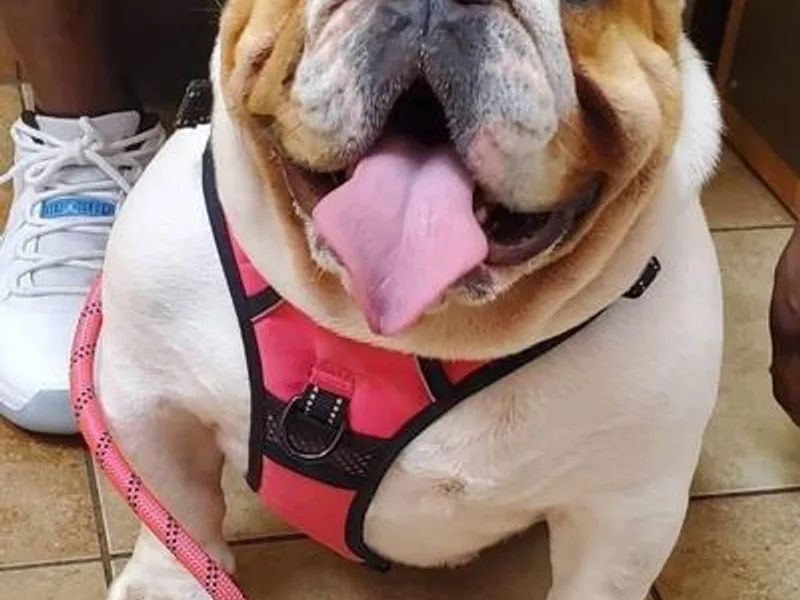 Happy Bulldog Kennel
