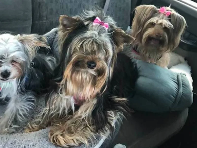 Happy Days Acres and Yorkies