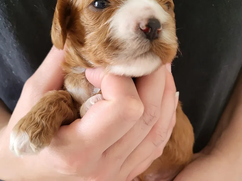 Happy Doodles- Cockapoo and Cavapoo puppies