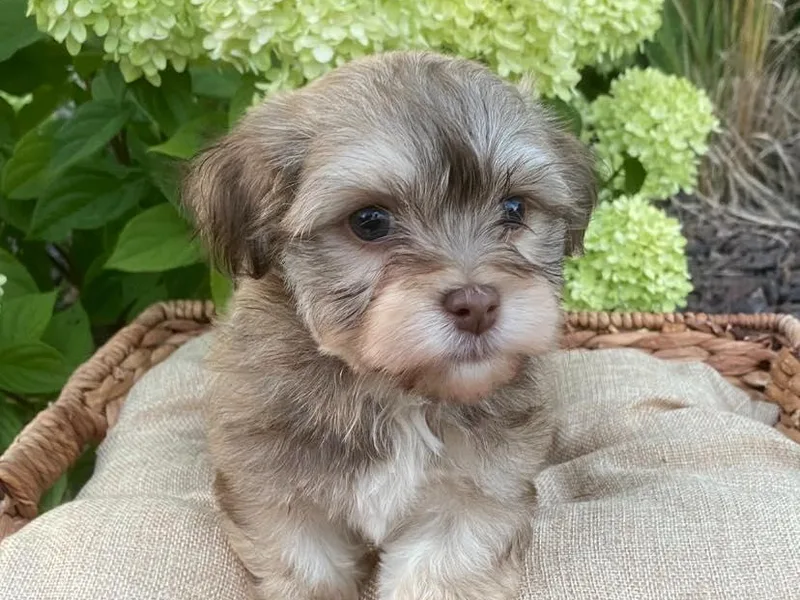 Happy Go Lucky Havanese