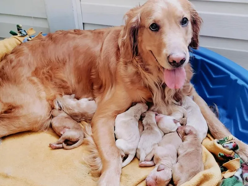Happy Goldens of Hanover
