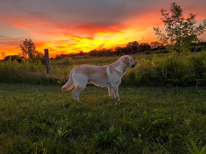 Happy Hartz Golden/Lab Cross