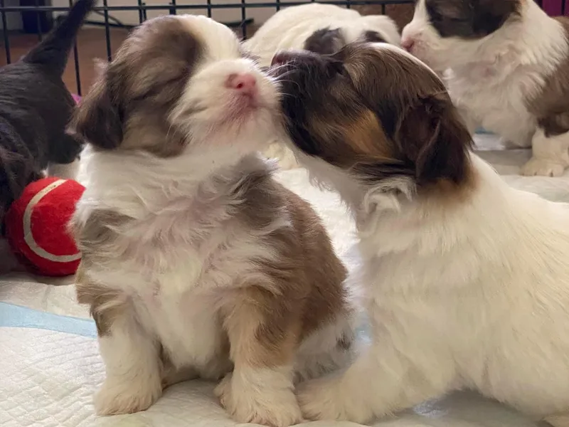 Happy Havanese Gems