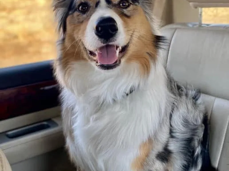 Happy Haven Puppies