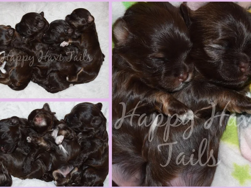Happy Havi Tails