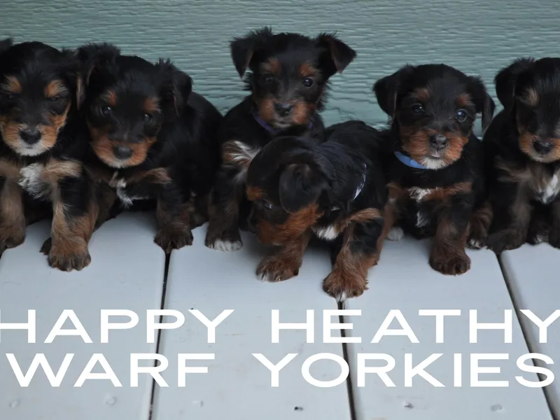Happy Healthy Yorkies