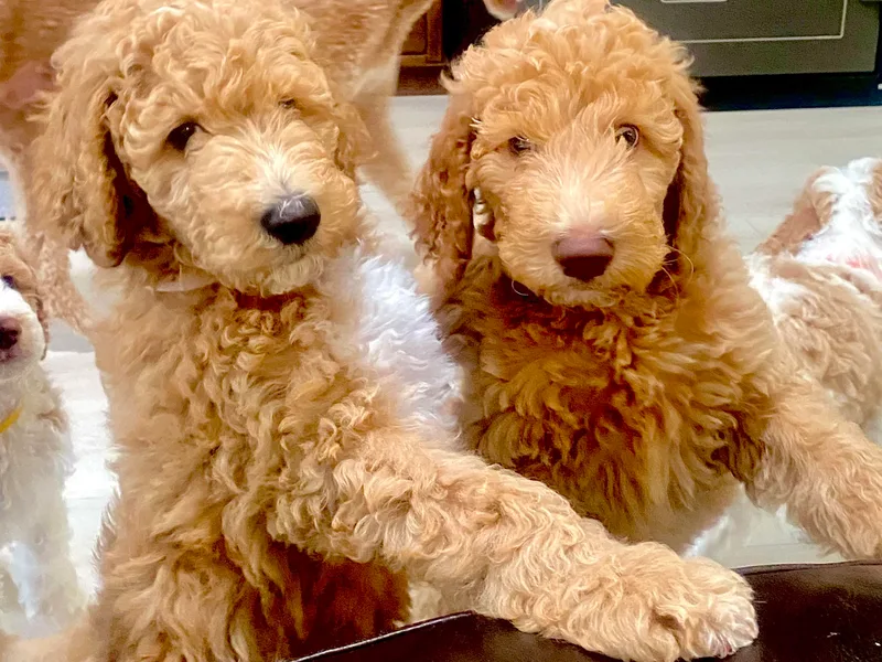 Happy Hill Poodle