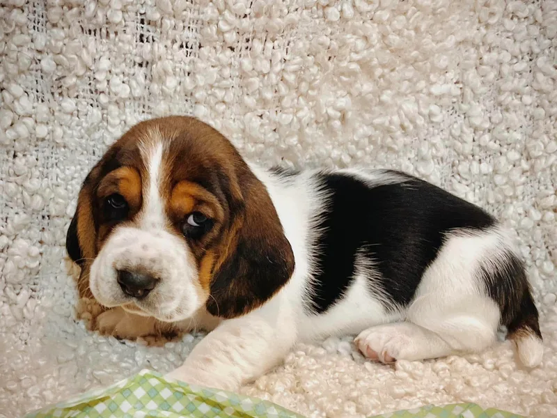 Happy Hills Bassets